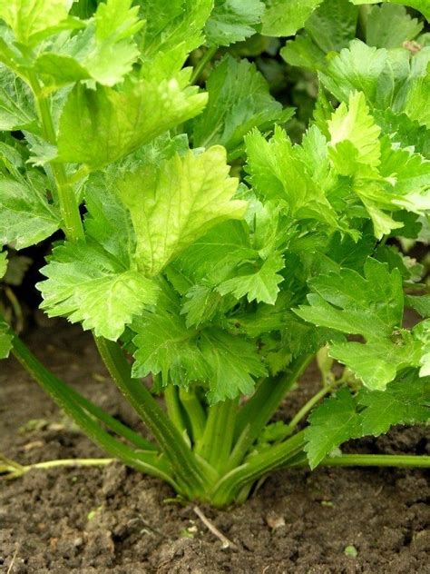 Growing Celery Tips On How To Grow Celery