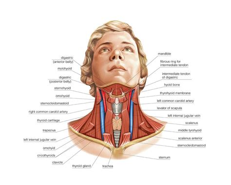 Muscles Of The Neck Photograph By Asklepios Medical Atlas