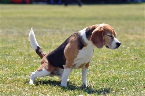 Cancer unlike in men, prostate cancer is not common in male dogs. Prostate Cancer In Dogs Symptoms Causes and ...