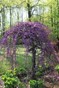 Dwarf weeping kilmarnock willow trees for sale online. Dwarf+Flowering+Trees | Willow Trees | Weeping Willow ...