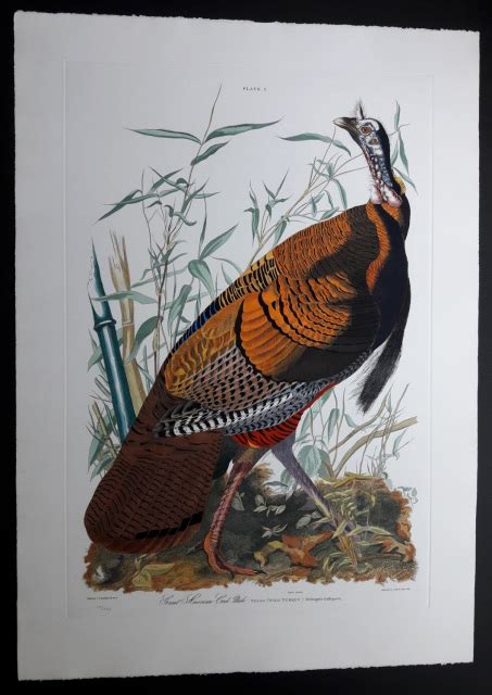 audubon wild turkey institute de france edition
