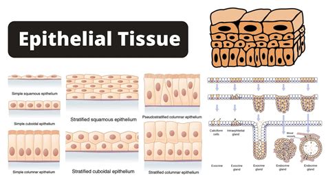 Epithelial Tissue Cell Types