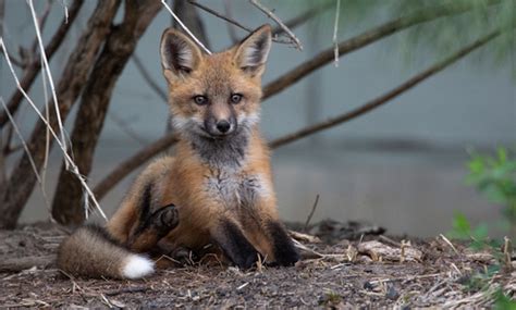 Foxes Are Self Domesticating In The Uk So Why Not Canada Canadian