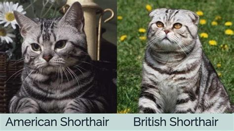 American Shorthair Cat Vs British Shorthair Cat Visual Differences And Overview With Pictures
