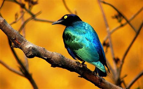 Beautiful Blue And Black Bird On A Branch