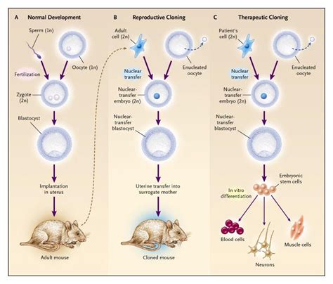 Nuclear Transplantation Embryonic Stem Cells And The Potential For