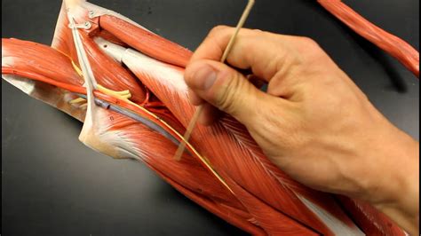 Muscular System Anatomy Medial Thigh Region Muscles Model Description