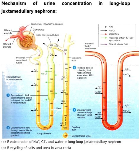 Describe In Detail The Entire Countercurrent Mechanism Of Human Kidney