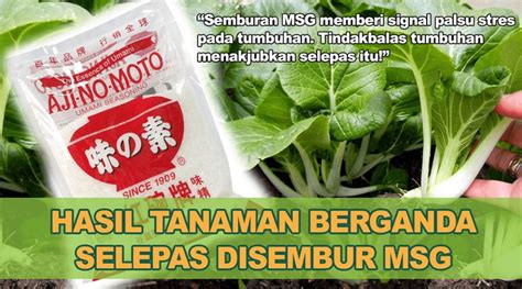 Membakar bintik pada daun, daun hijau gelap atau lemah, batang pusat kawasan kering putih atau coklat pada daun orkid menunjukkan terbakar selaran matahari. Sesuaikah MSG Ajinomoto Untuk Pertanian Sebagai Pengganti ...