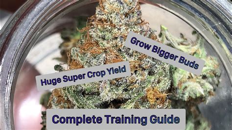 How To Train Cannabis For Maximum Yields Lst Supercrop Topping Youtube