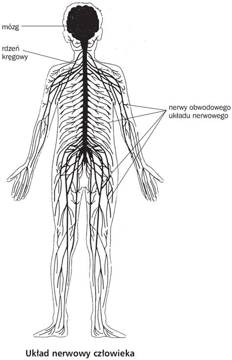 Anatomia topograficzna i funkcjonalna rdzenia kręgowego i nerwów rdzeniowych: Regulacja nerwowo-hormonalna - budowa układu nerwowego ...
