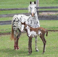 appaloosa horse   beautiful  awsome breed  horse horses pinterest