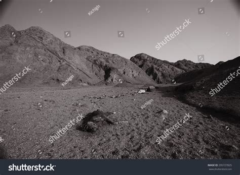 Death Desert Drought Stones Stock Photo 295727825 Shutterstock