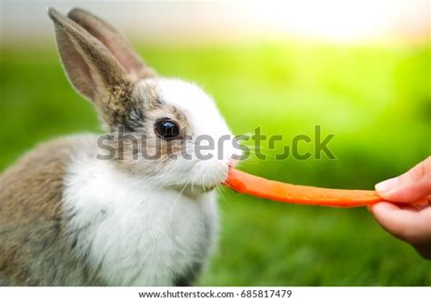 Lovely White Rabbit Eat Carrot Green Stock Photo 685817479 Shutterstock