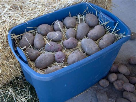 If you have an unheated basement, that's a perfect spot for your potatoes. No Refrigerator--No Problem! | The Provident Prepper