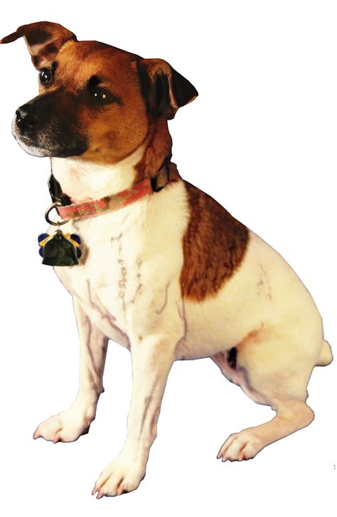 Jack Russell Terrier Parson Russell Terrier Rat Terrier Toy Fox Terrier Plummer Terrier - png 