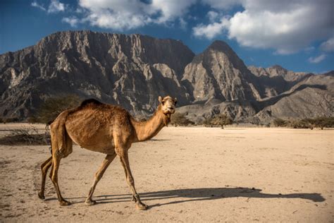 Camello De Arabia Características Comportamiento Y Hábitat Mis Animales