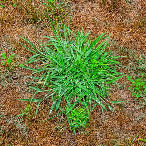 How To Tackle Crabgrass In The Lawn And Garden