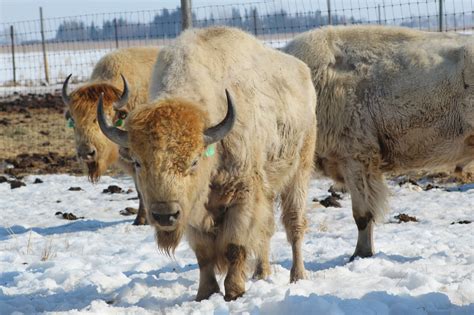 White Bison Badly Scattered Buffalo Co