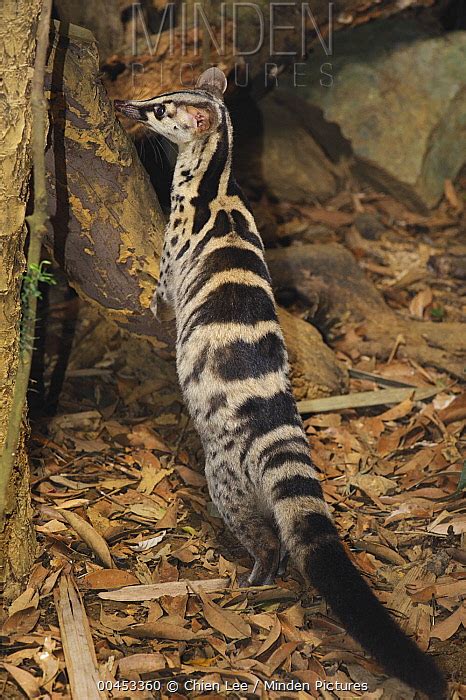 Owstons Palm Civet Stock Photo Minden Pictures