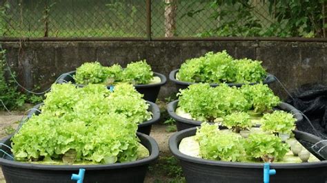 5 Tanaman yang Cocok untuk Sistem Akuaponik, Bisa Dipanen untuk Masak