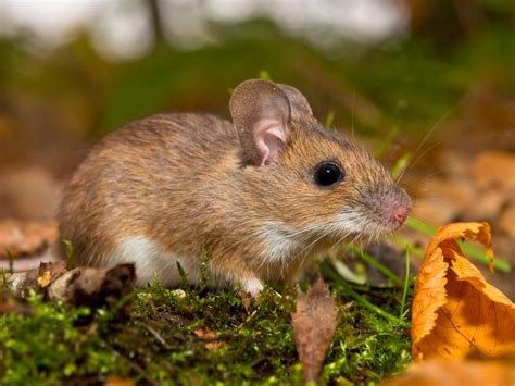 The 6 Types Of Mice In The Uk All You Need To Know About Uk Mice