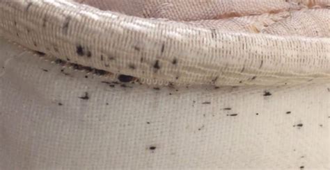 What Do Bed Bugs Look Like This Types And Signs Of Bed Bugs