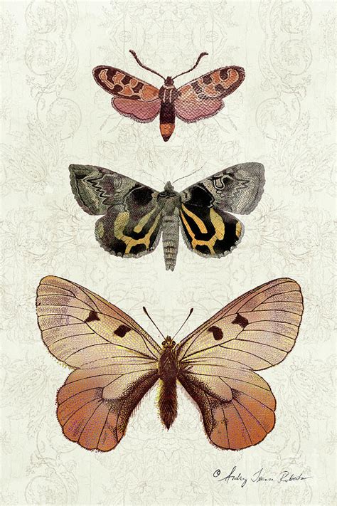 Vintage Botanical Butterfly And Moth Trio Peach Pink Black N Gold