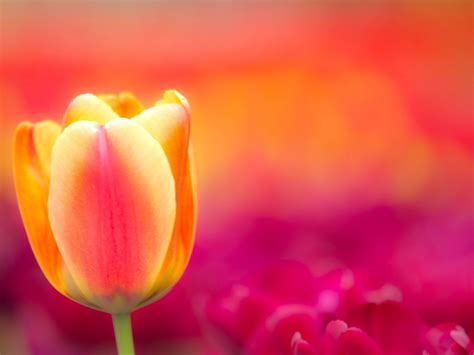 Tulip - Flowers Wallpaper (34296155) - Fanpop