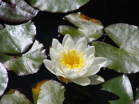 Filewhite Water Lily