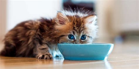 When Do Kittens Start Eating Food Daily Paws