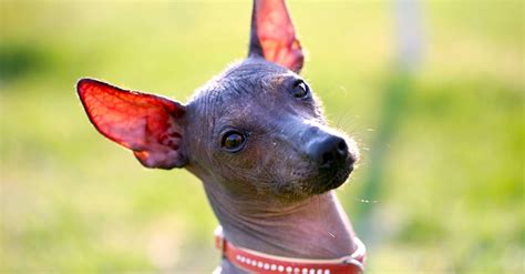 5 Things To Know About The Xoloitzcuintli Petful