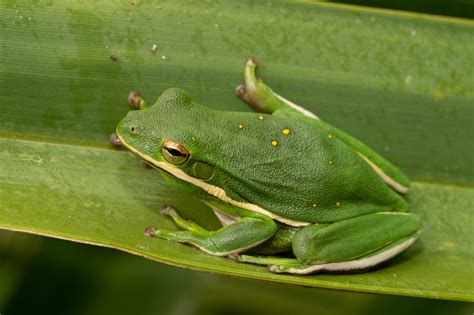 Frogs And Toads Of South Carolina South Carolina Partners In