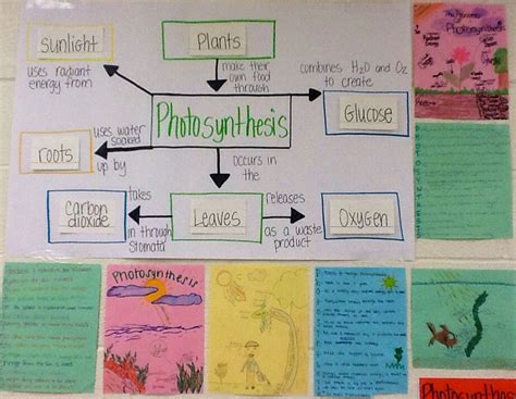 Photosynthesis Anchor Chart