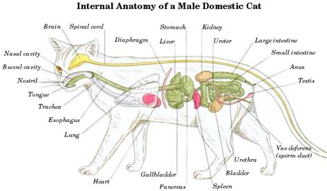 Maybe you would like to learn more about one of these? Cat Anatomy Organs - Anatomy Drawing Diagram
