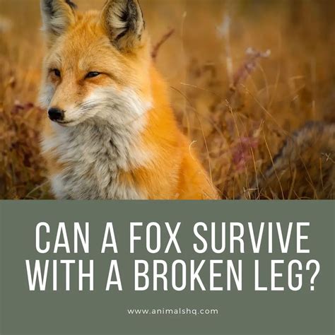 Can A Fox Survive With A Broken Leg Explained Animals Hq