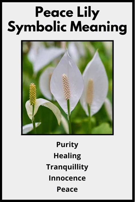 Peace Lily Flower Meaning And Symbolism Virtue And Hope