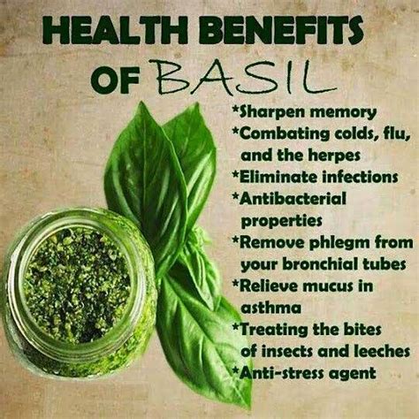 Basil Health Benefit Benefits Of Basil Easy Health And Beauty