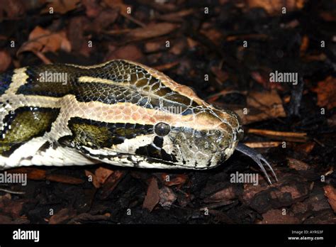 Burmese Python Python Molurus Bivittatus Stock Photo Alamy