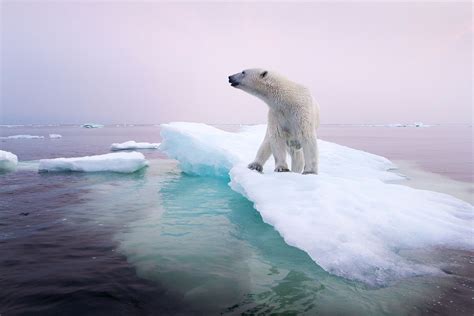 National Geographic Polar Bear Polar Bear
