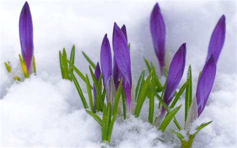 Pretty In The Snow Early Spring Flowers Spring Flowers Wallpaper