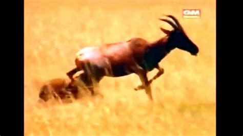 Most Amazing Wild Animal Attacks Craziest Animals Fight Wild