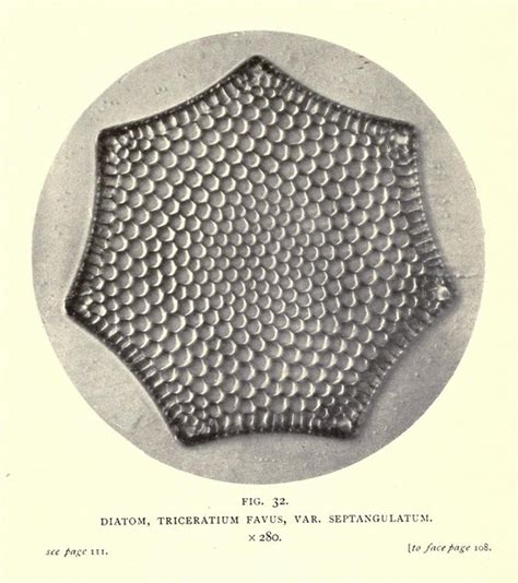 Smith Diatom3 The Public Domain Review Flickr