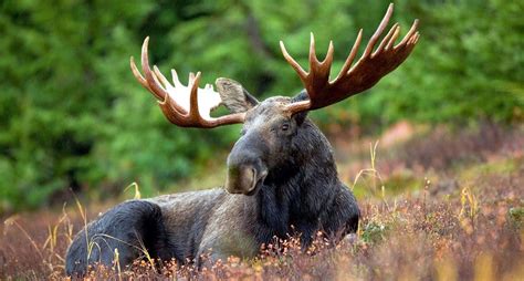 The largest species of the deer family, alaskan moose are the biggest in the world. These Moose Kills Made It Into the Record Books