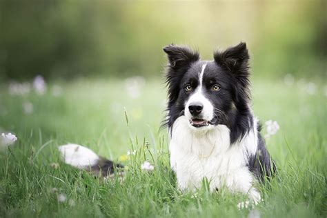 Border Collie The Smartest Dog Breed Amazing Pets For You