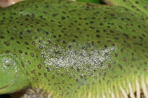 Starry Frog Rediscovered After Thought Extinct For 160 Years Photos