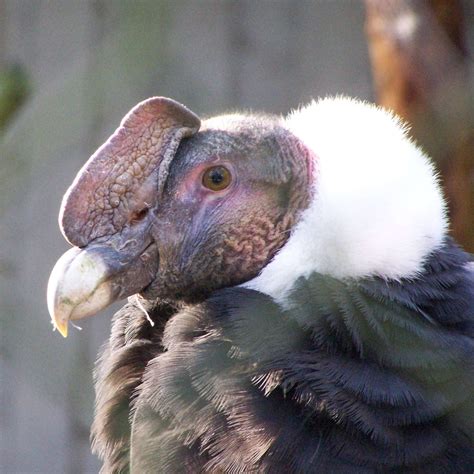 Everything You Wanted To Know About The Andean Condor Owlcation