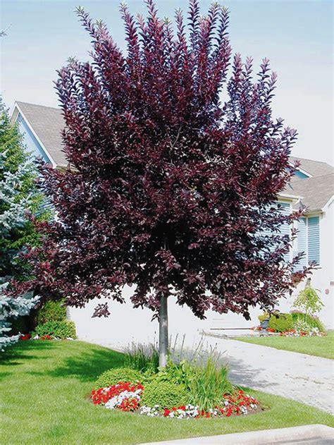 Canada Red Chokecherry For Sale Online The Tree Center