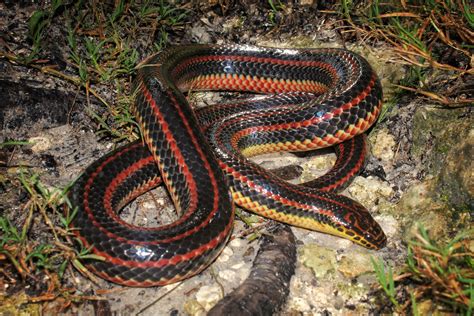 Eat the food at the coordinate point, but don't eat yourself! rainbow snake | Jacksonville Magazine