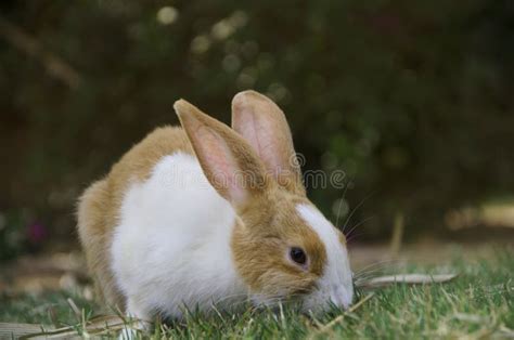 A Rabbit Walking On The Grass Stock Image Image Of Bunny Nature